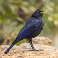 Blue Whistling-Thrush